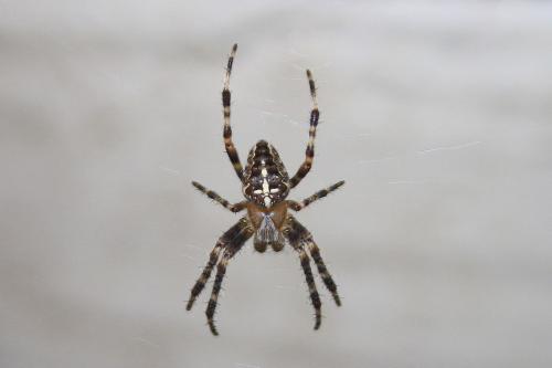 Araneus diadematus